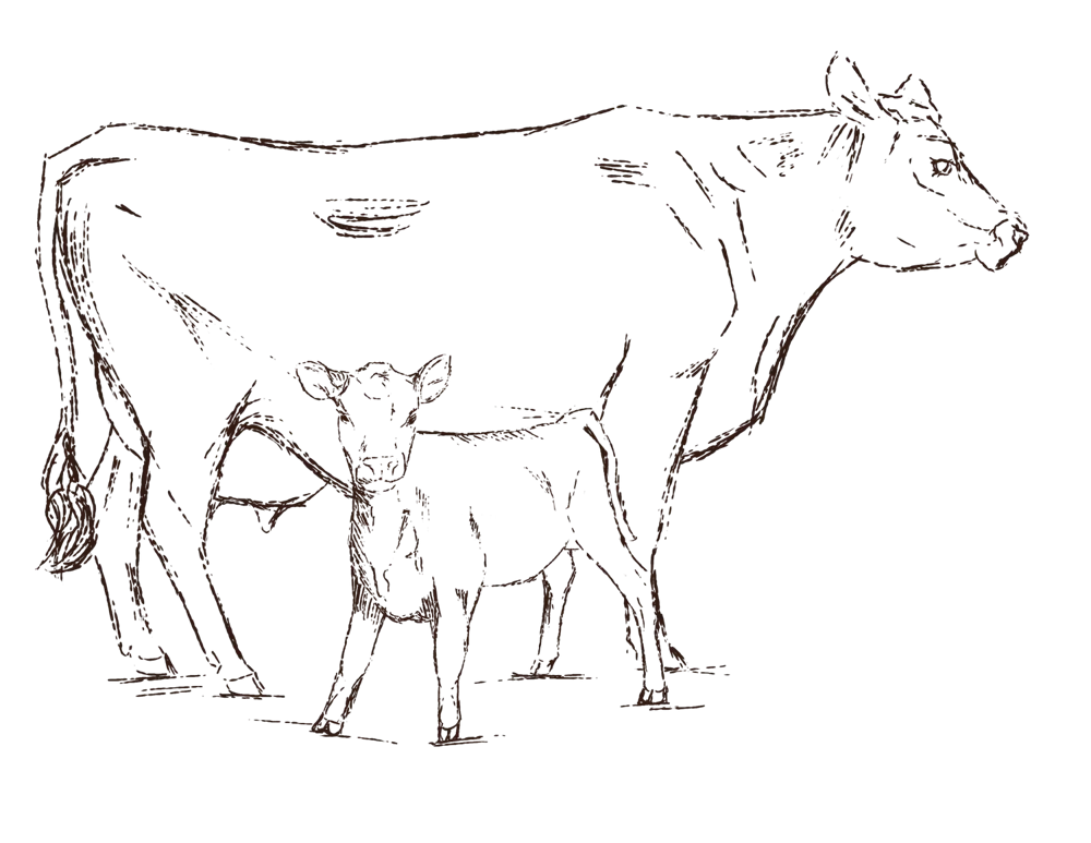 Sketch of a Jersey cow and calf