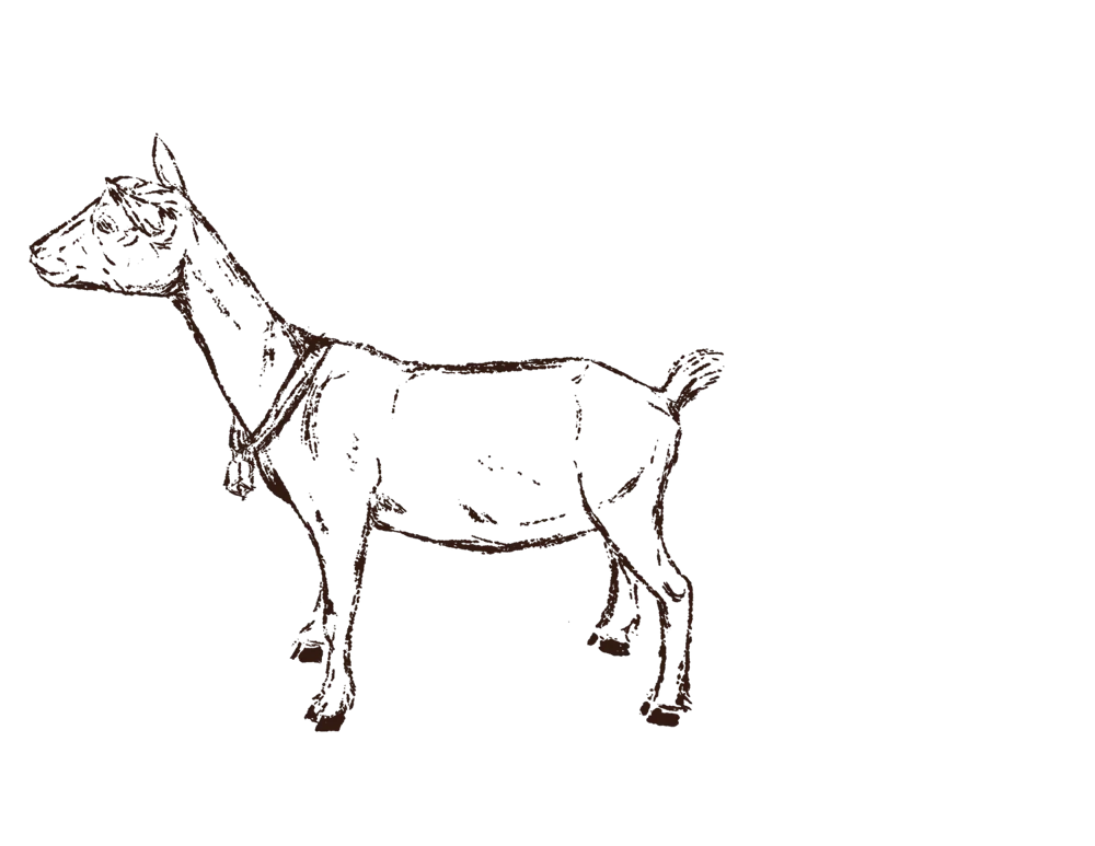 Sketch of a goat