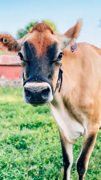 Life on Ardent Heart Farm